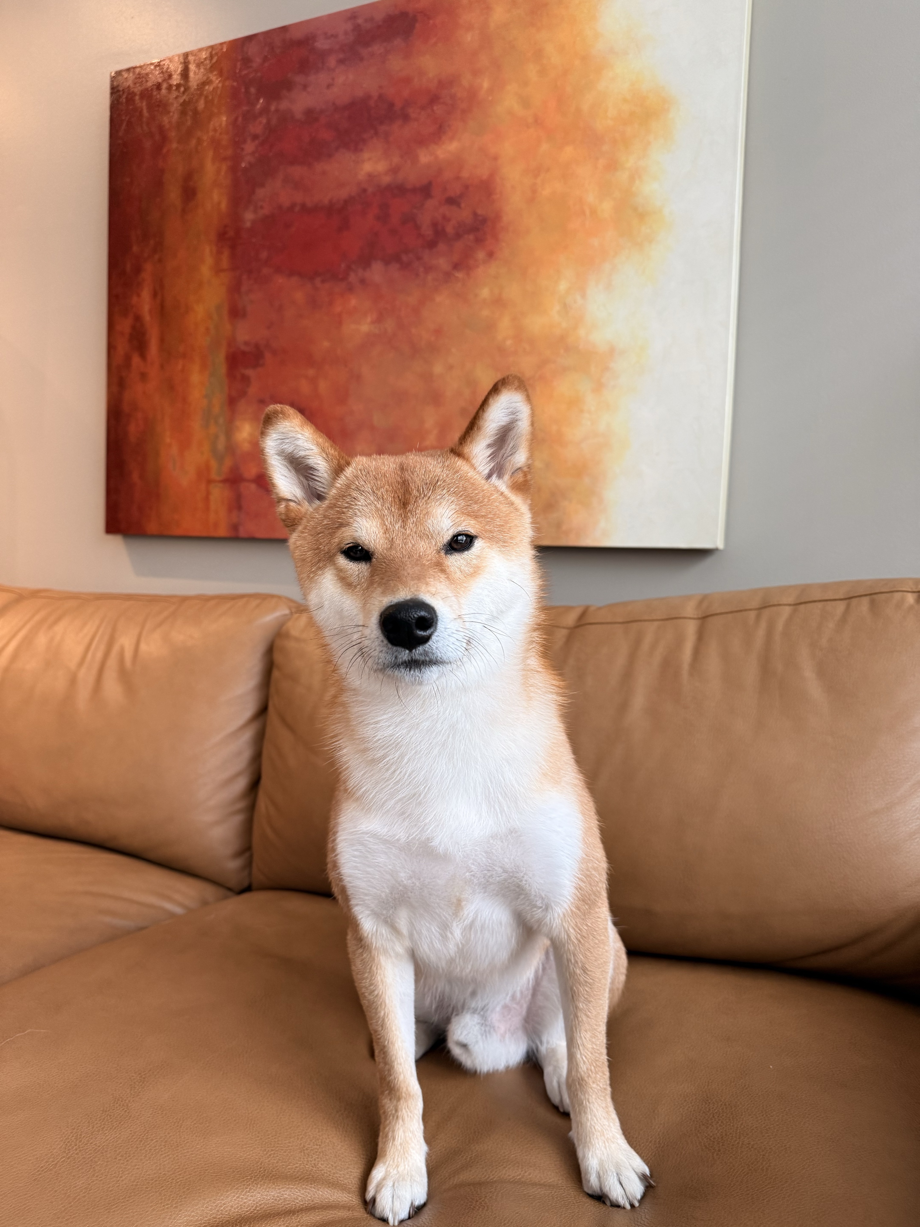 Kota the Shiba Inu staring intensely into the camera